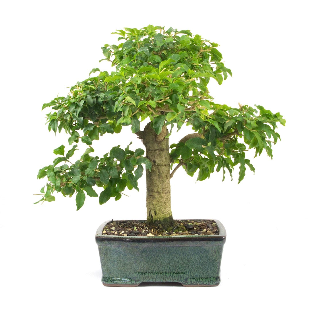 Ovalblättriger Liguster ‚Ligustrum ovalifolium‘